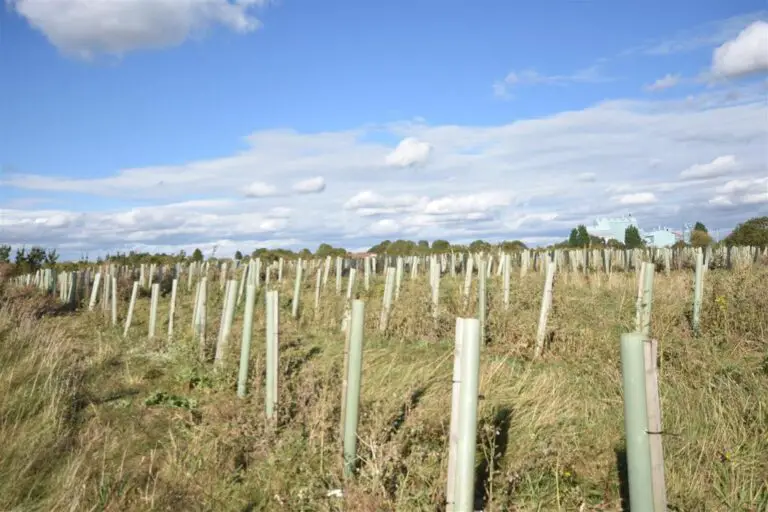 The United Kingdom will miss its tree-planting objective, a trade group says.