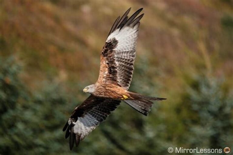 Chicks from the UK’s red kite success tale are sent to Spain.