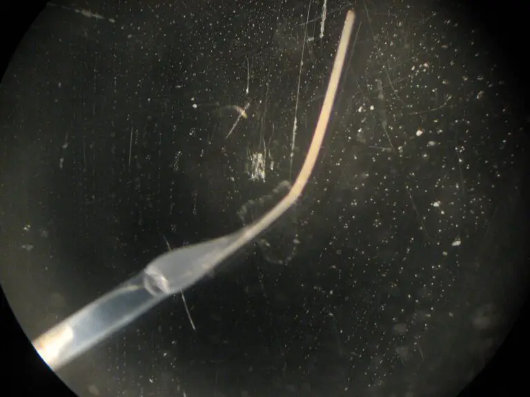 “Everest of bacteria” discovered in Caribbean mangrove wetlands; visible to the naked eye.