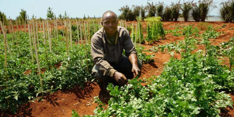 Fertilizer deficiency affects African farmers confronting a food crisis.