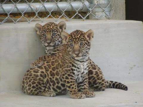 Texas couple arrested for selling illegal exotic cat cubs.